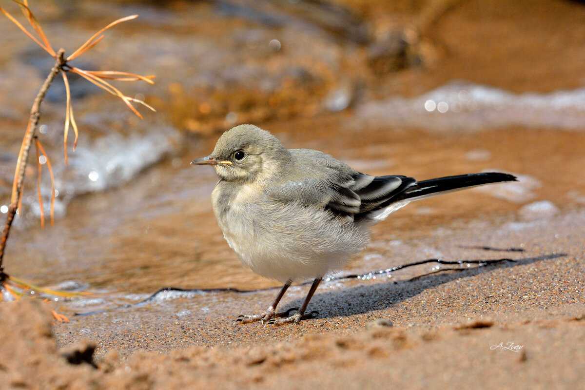 * - Александр Зуев * - Александр Зуев