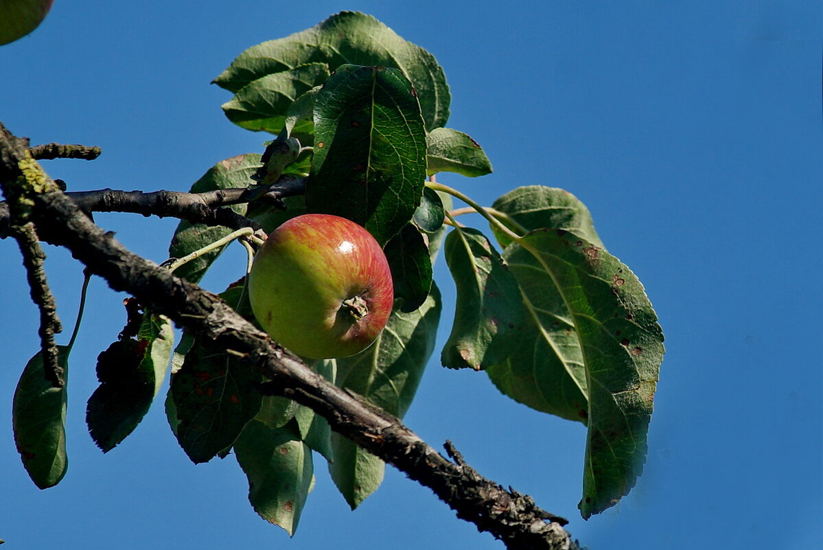Кубанские яблоки... - Николай Саржанов