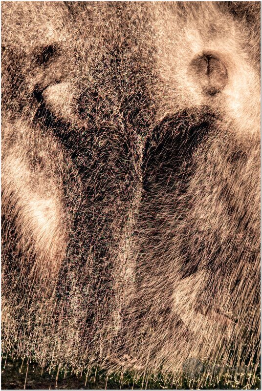 Шаманские пляски - Игорь Волков Шаманские пляски - Игорь Волков