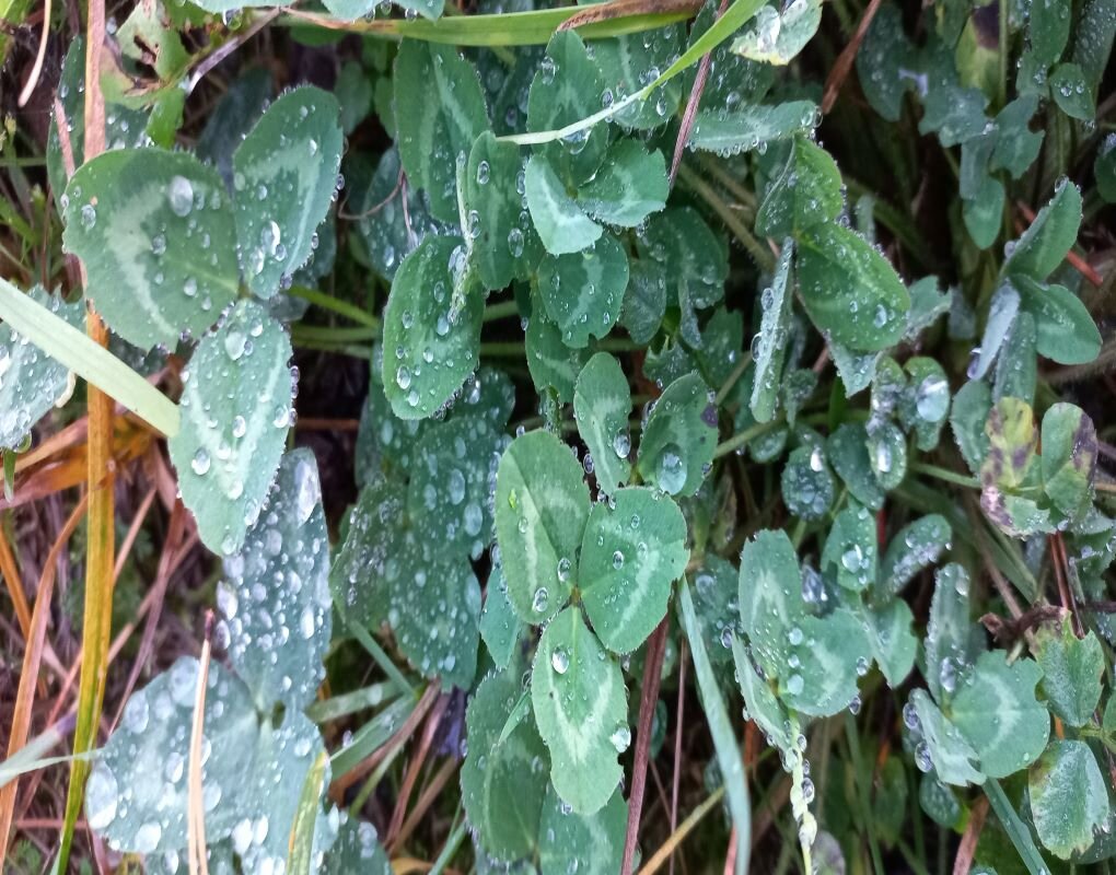 После дождя - Svetlana 