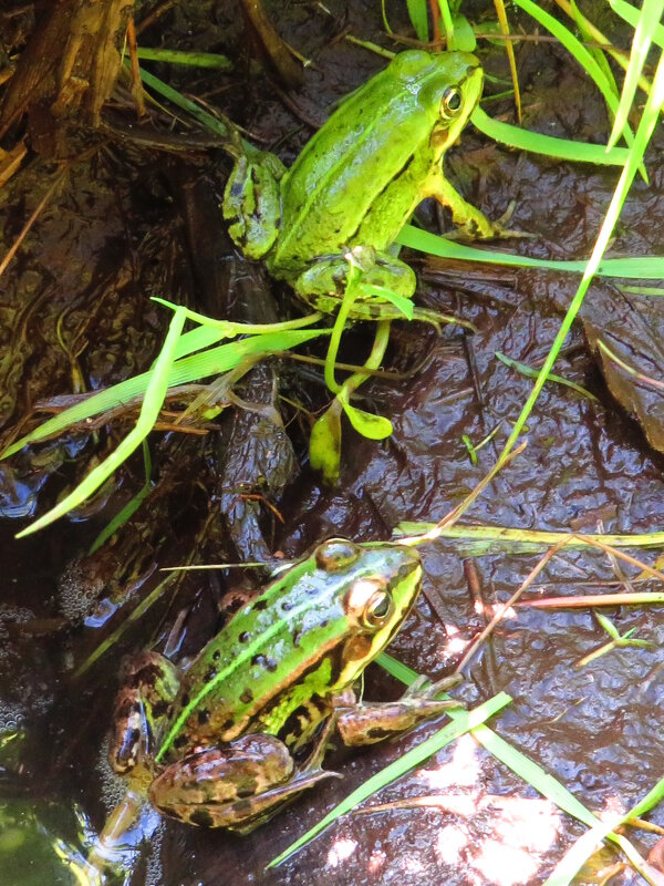 Лягушата - Андрей Снегерёв