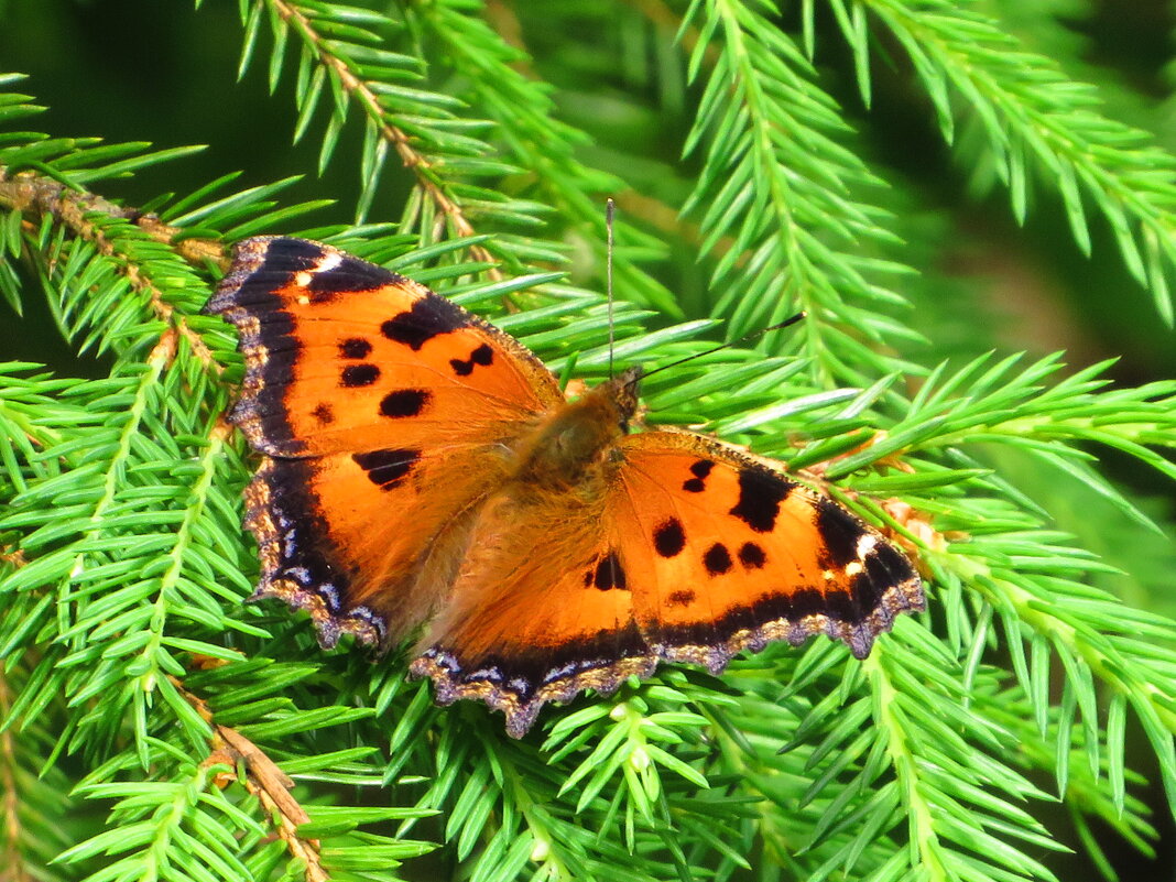 Как ёлочное украшение! - Андрей Снегерёв Как ёлочное украшение! - Андрей Снегерёв