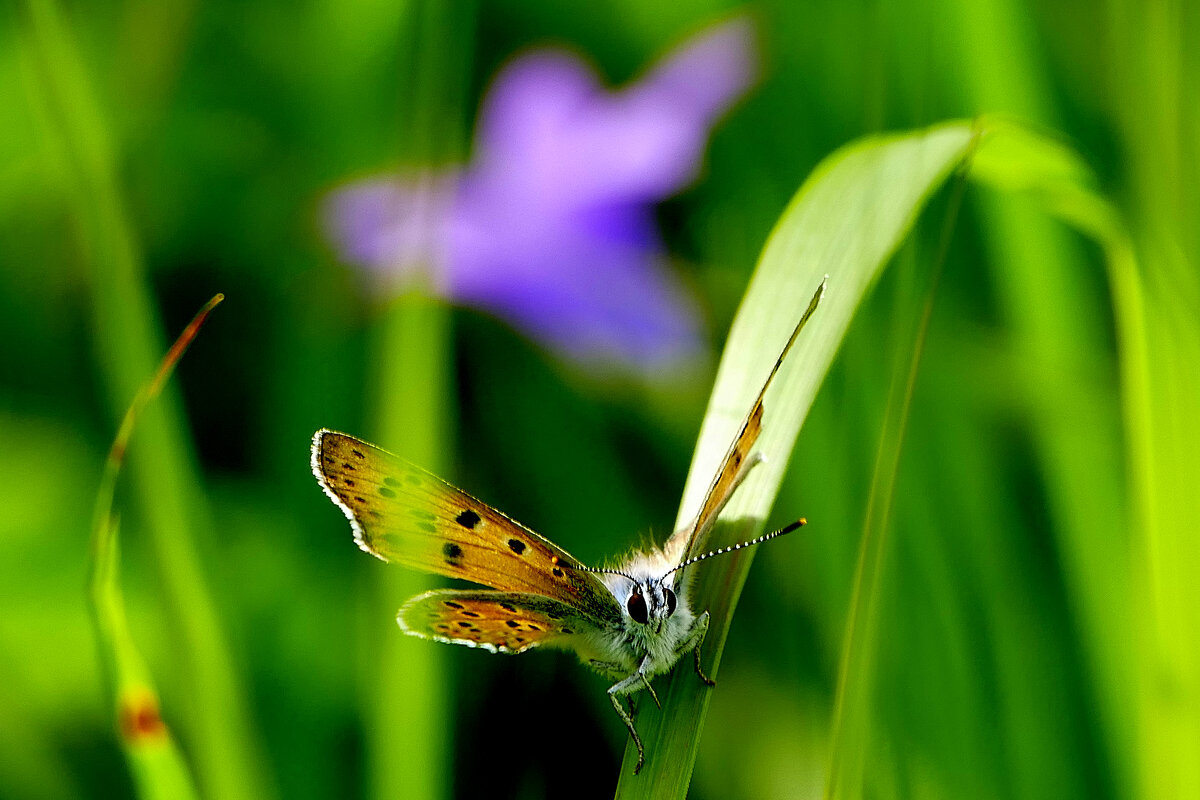 из снятого вчера 1 - Александр Прокудин