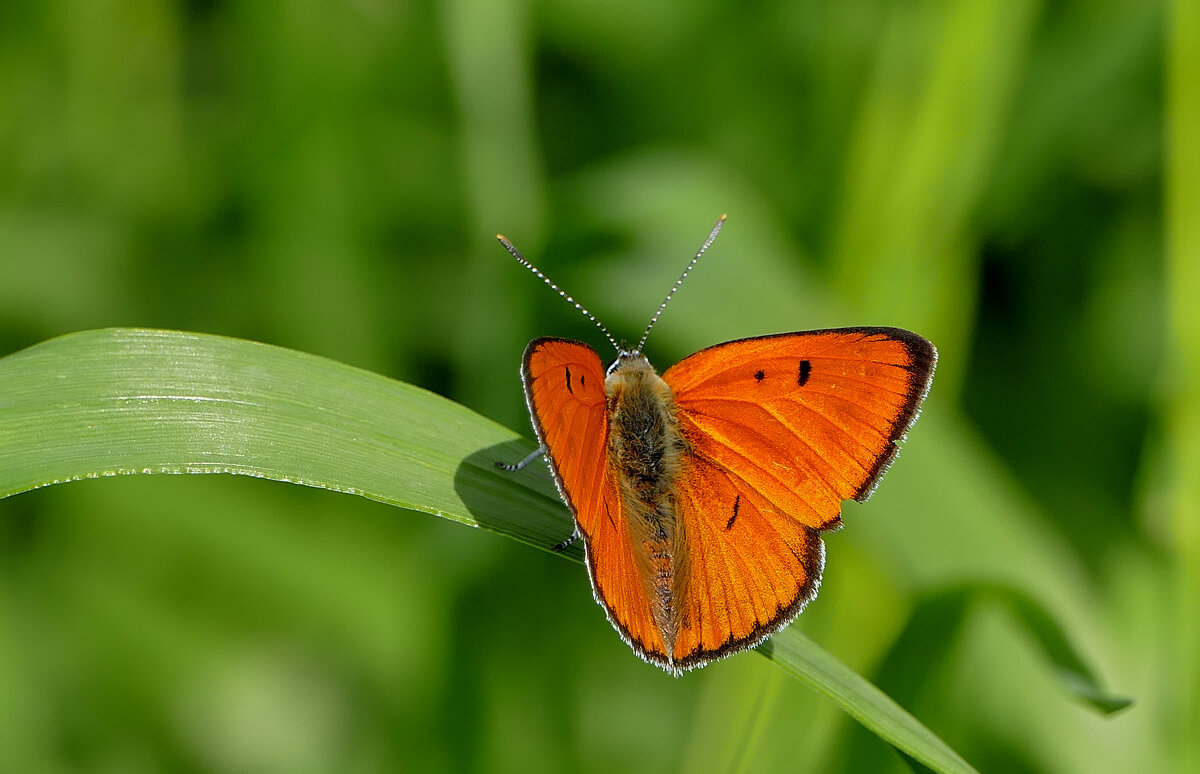 из снятого вчера 3 - Александр Прокудин