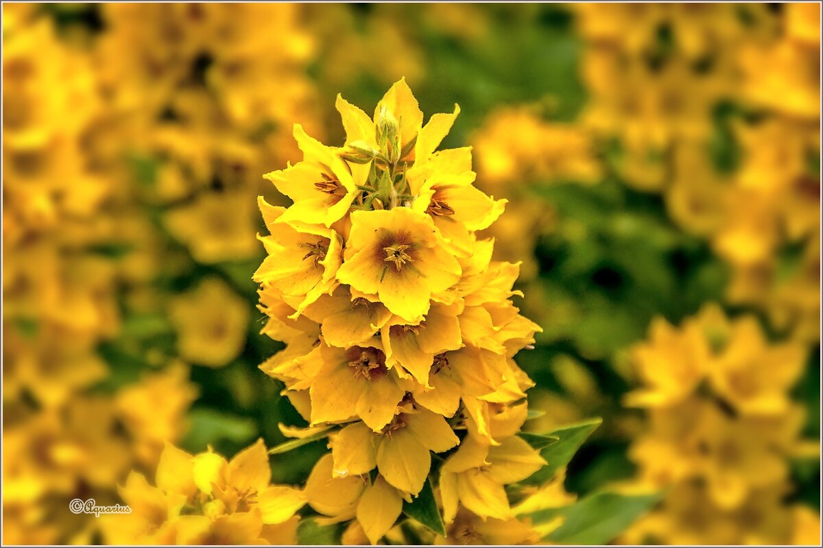 Июньским вечером... - Aquarius - Сергей