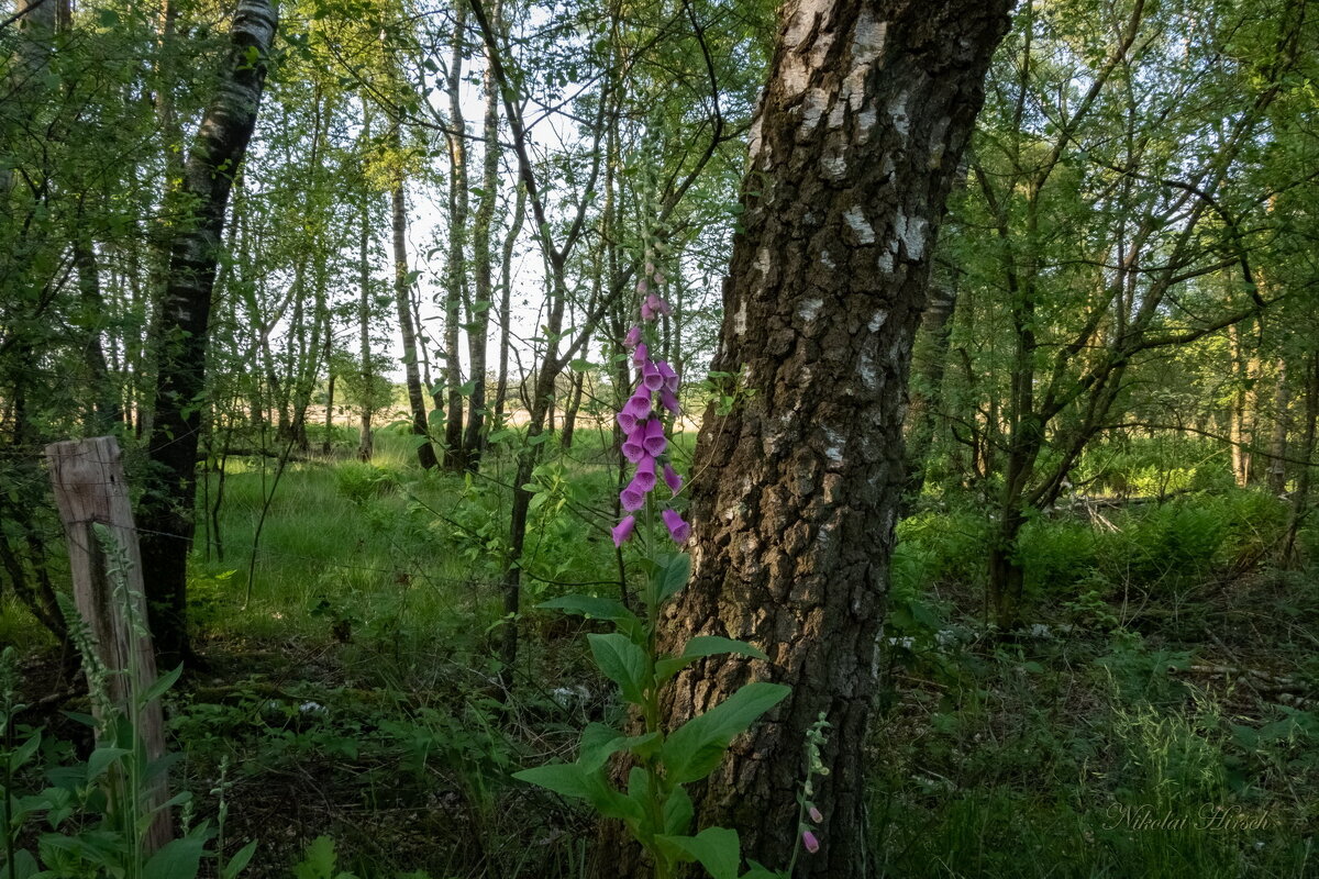 У берёзы... - Николай Гирш