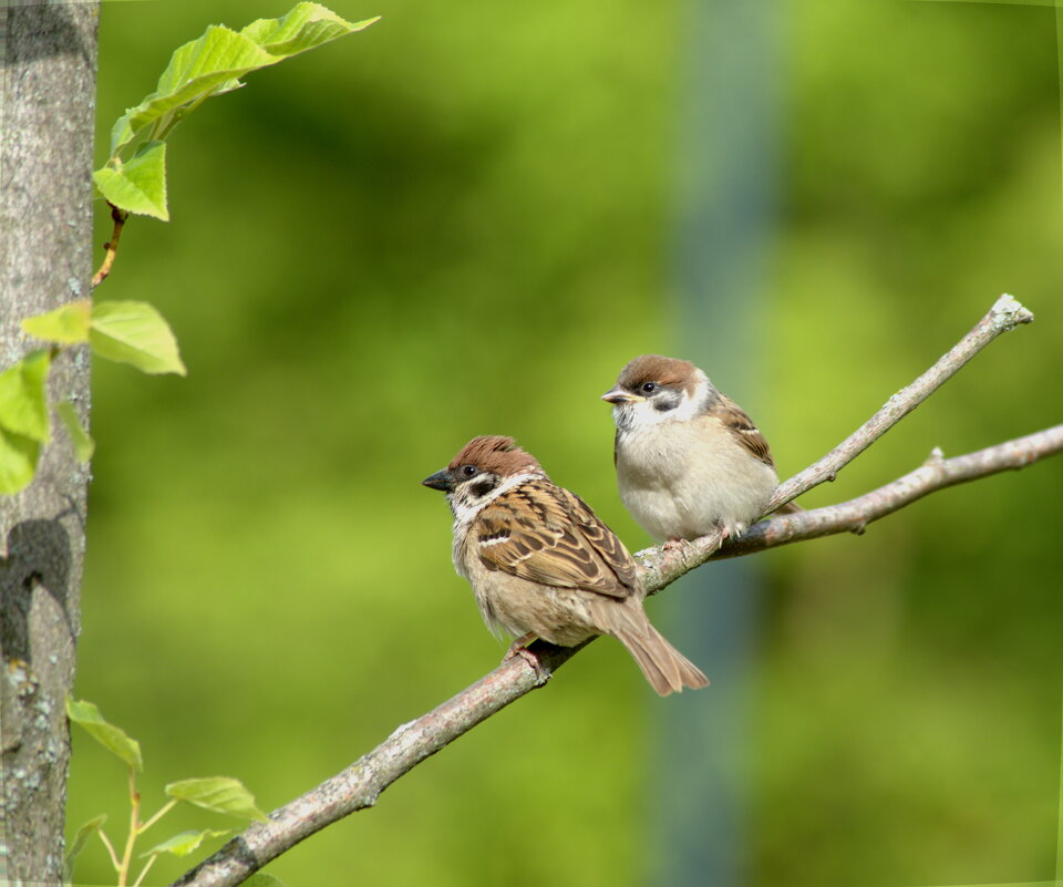 Птенцы подросли - Сергей Владимирович Егоров