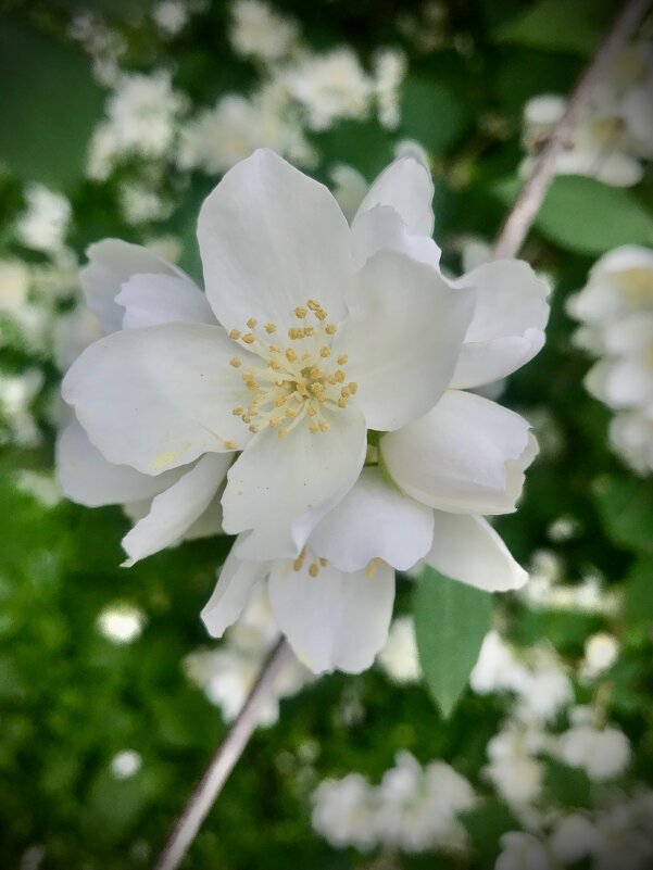 Аромо… - Любовь 