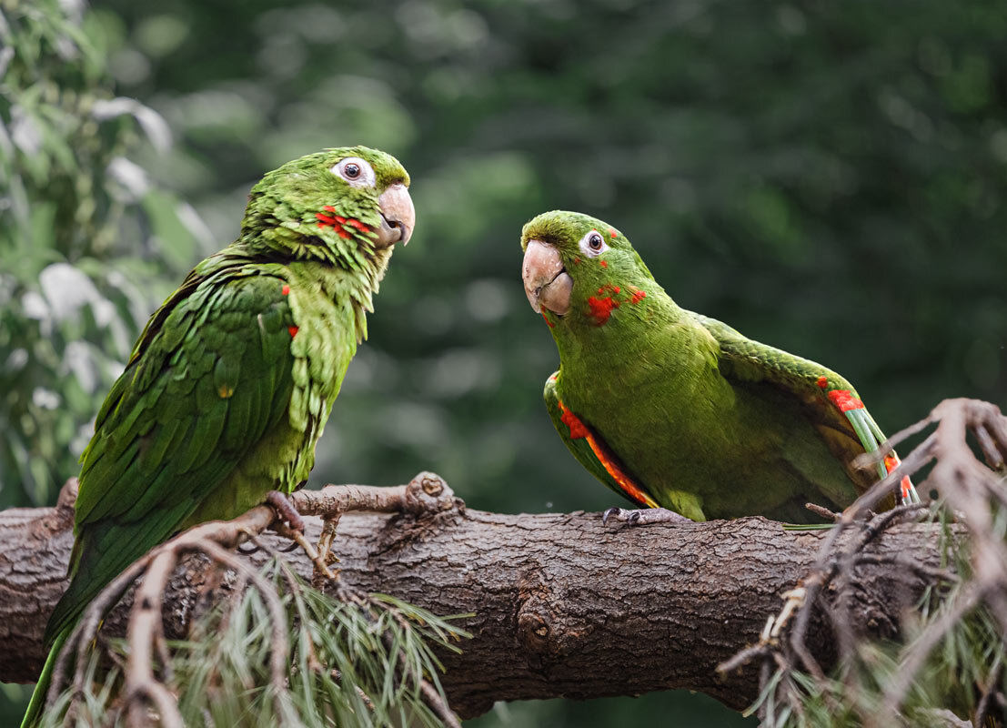 Аратинга - SanSan 