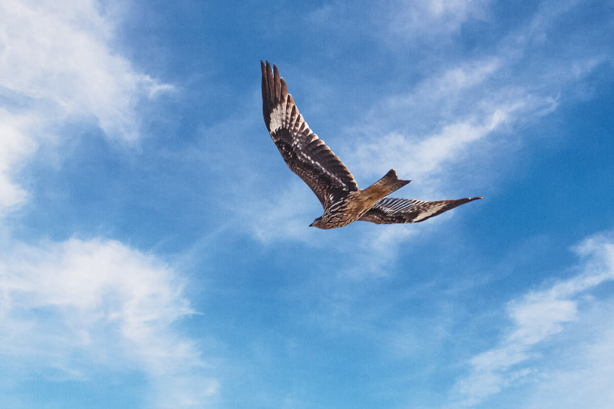 Коршун - SanSan 