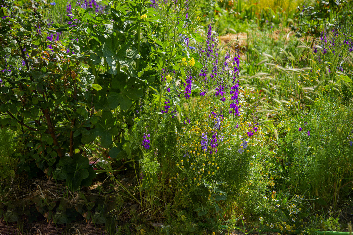Цветы - Анатолий Чикчирный