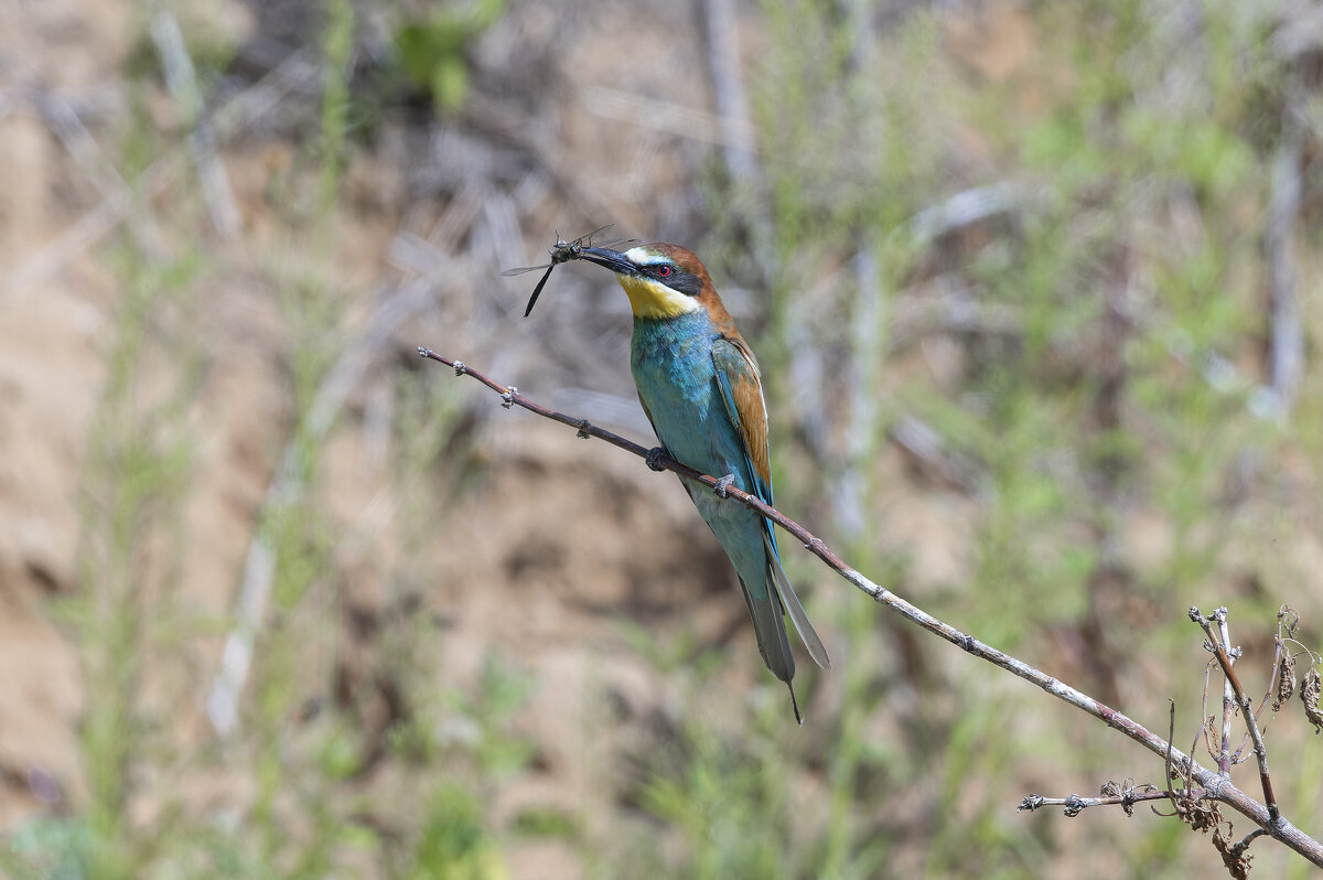 щурки - юрий макаров