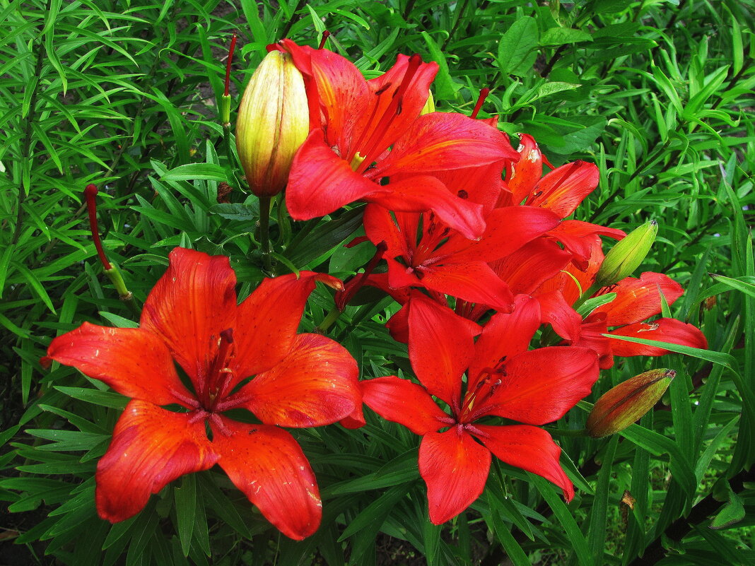 Красотки - Людмила Смородинская