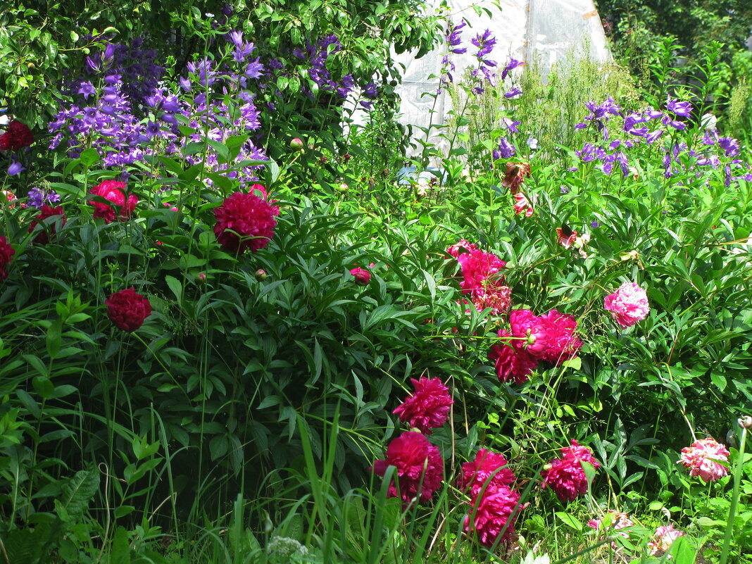 В саду - Людмила Смородинская