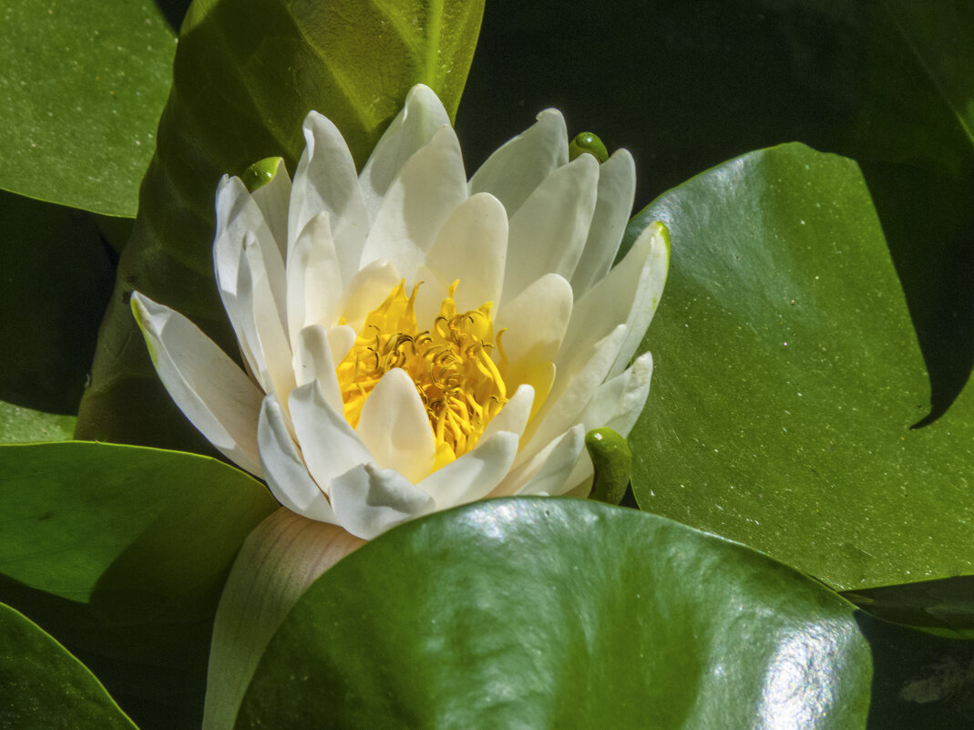 Белая лилия - Валентин Семчишин