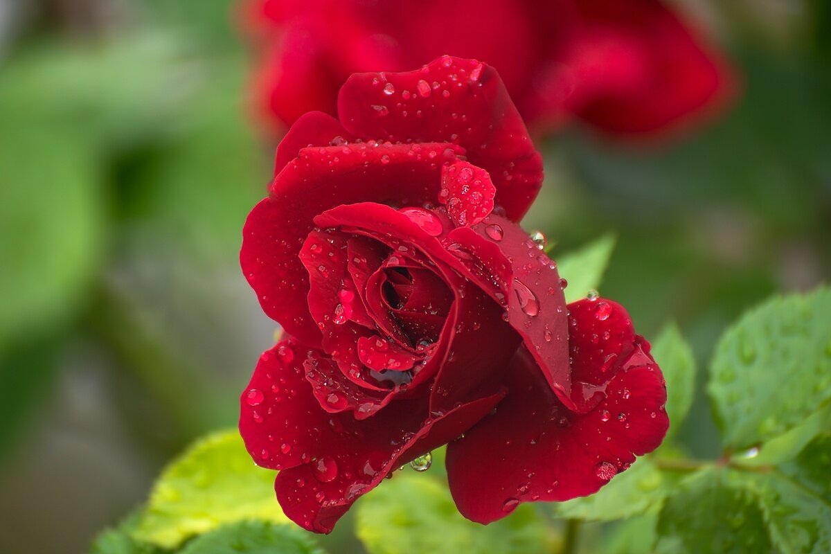 Красная роза - Игорь Сикорский