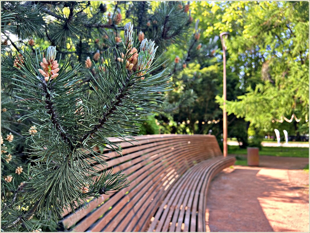 В парке на острове Канта. - Валерия Комова