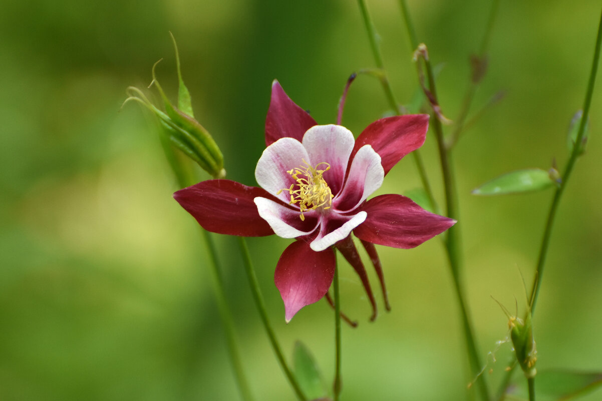 Москва. Нескучный сад. - Наташа *****