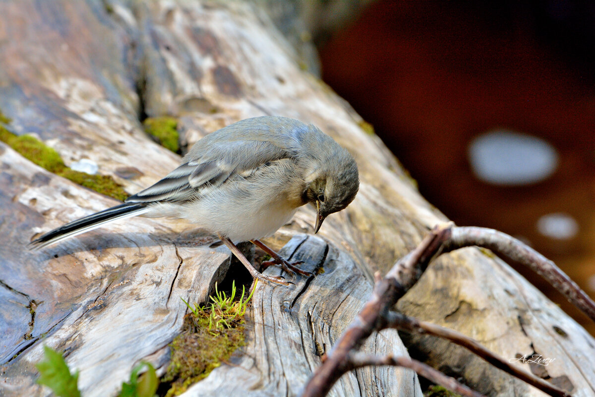 **** - Александр Зуев