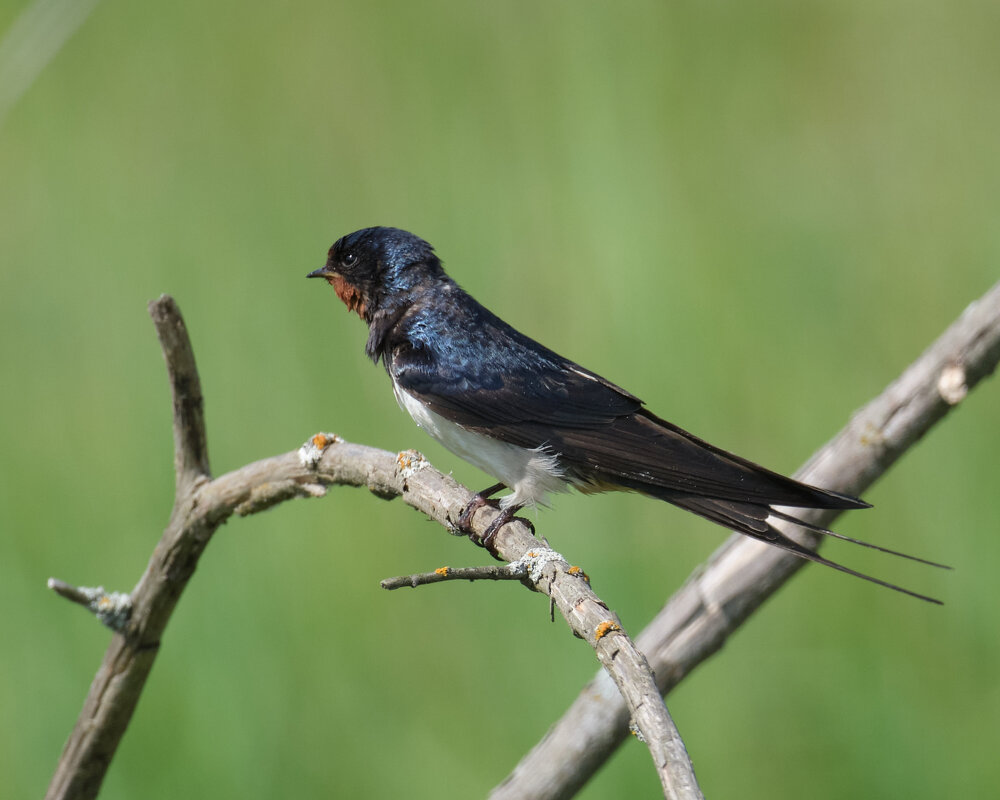 Ласточка деревенская - Александр 