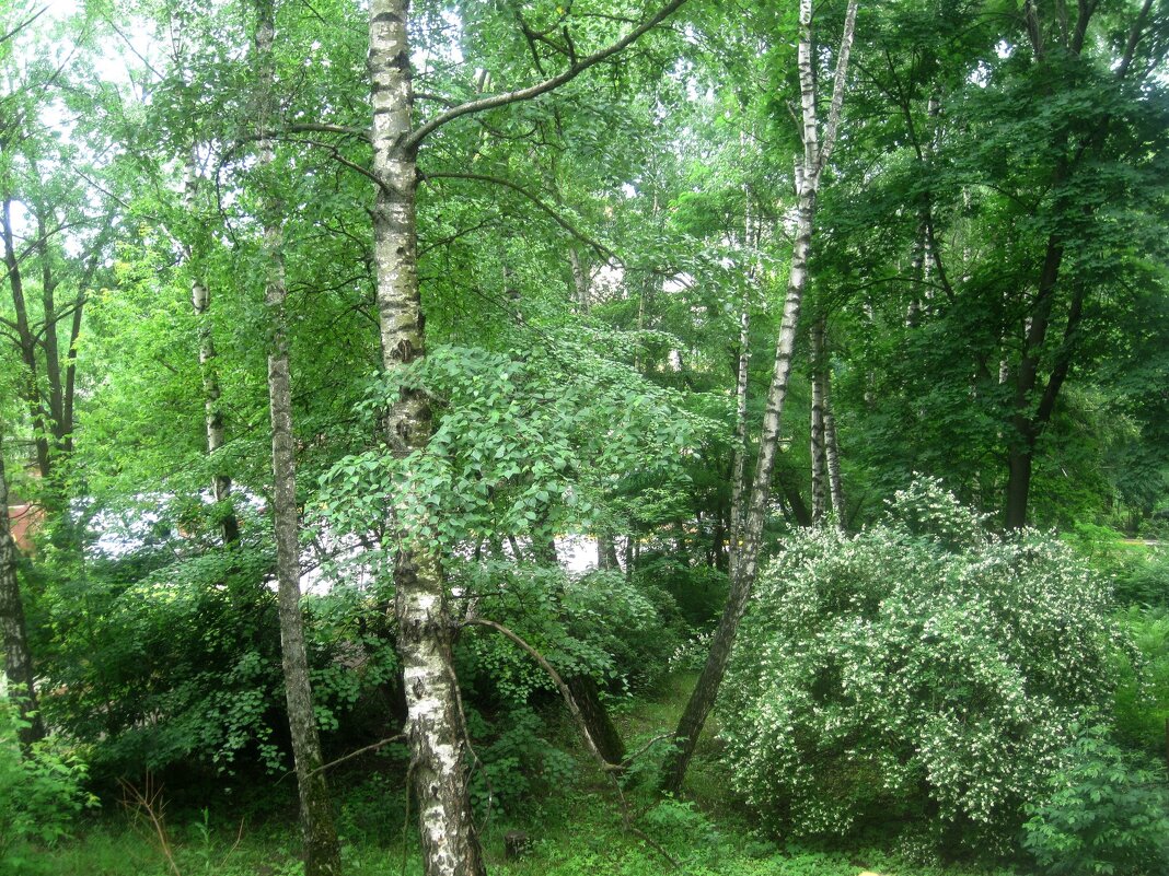 Мой березовый край - Елена Семигина