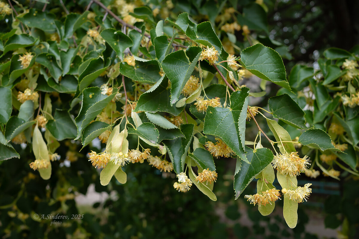 Липа цветёт - Александр Синдерёв
