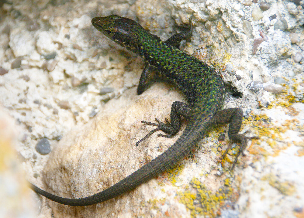 Хозяйка медной горы - Галина Ильясова