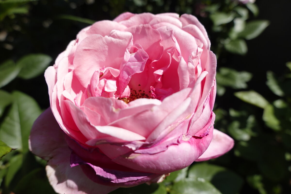 Утомленная солнцем... - Галина 