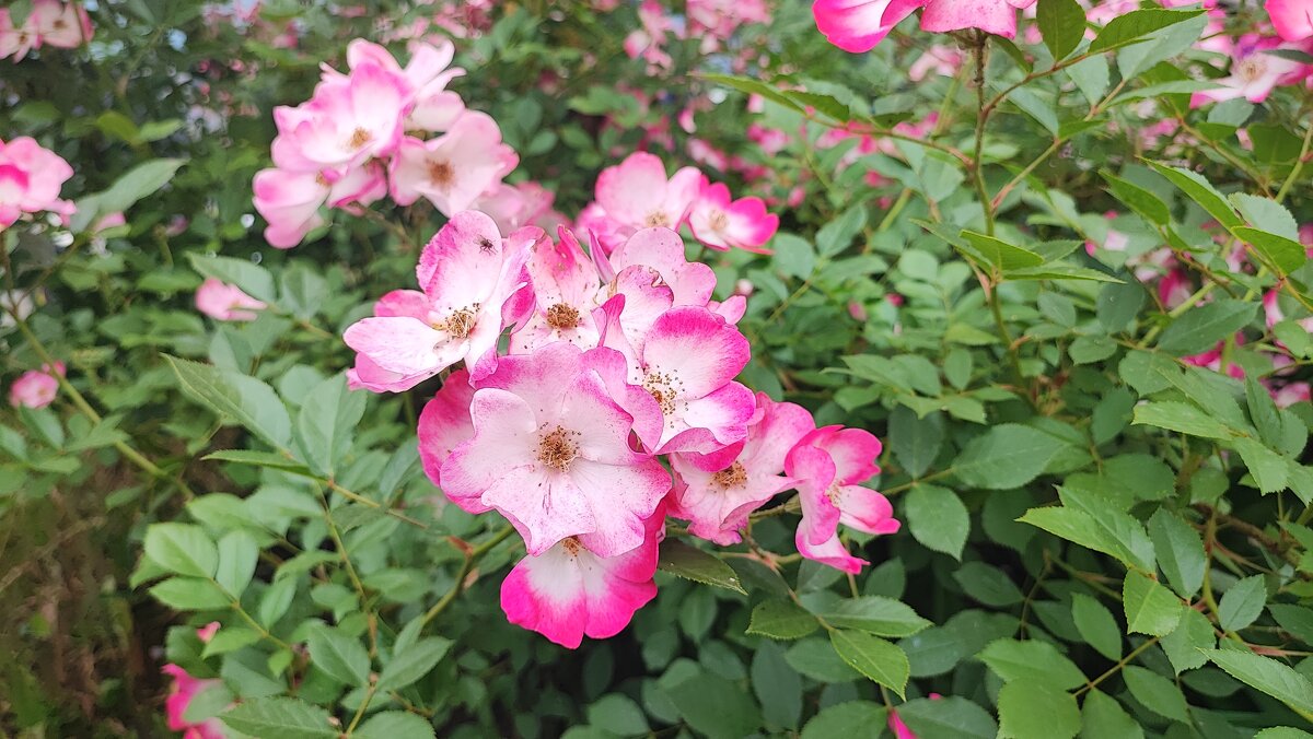 ,,, - Сергей Тимоновский