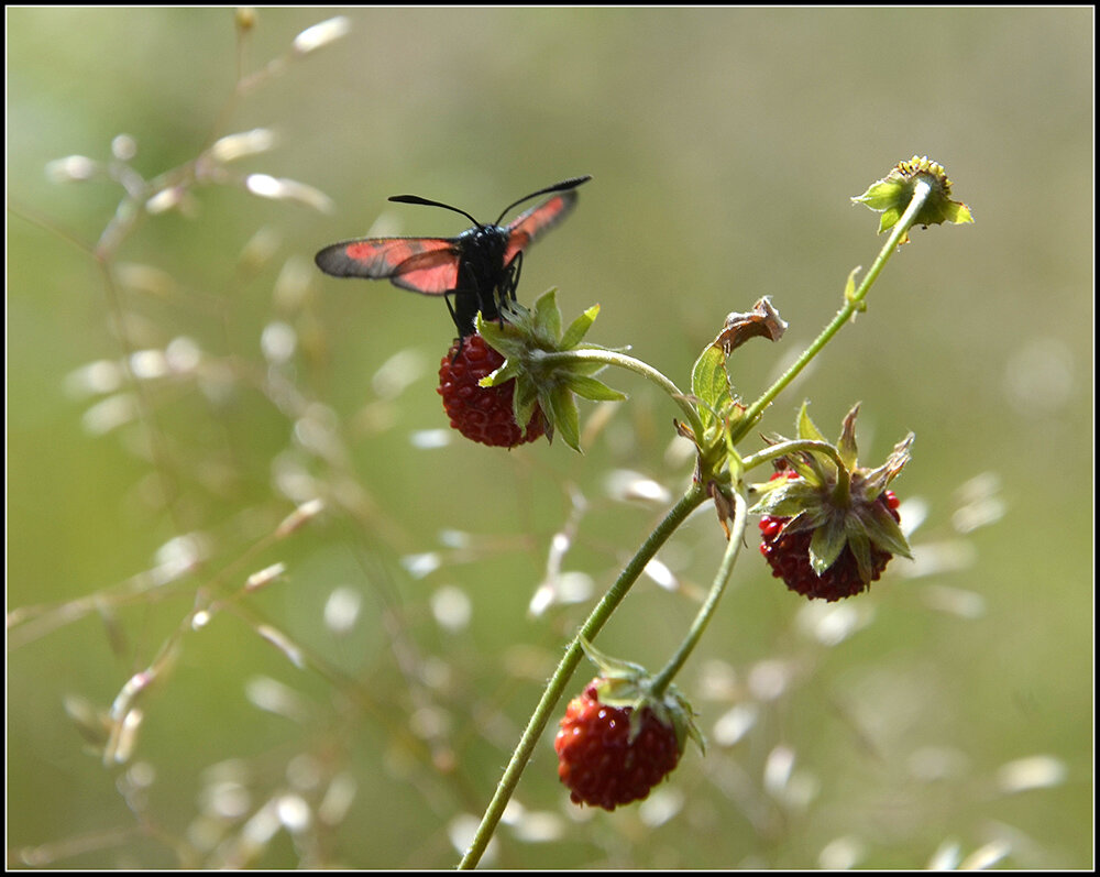 Лето это маленькая жизнь ! - Aleksandr Gal Лето это маленькая жизнь ! - Aleksandr Gal