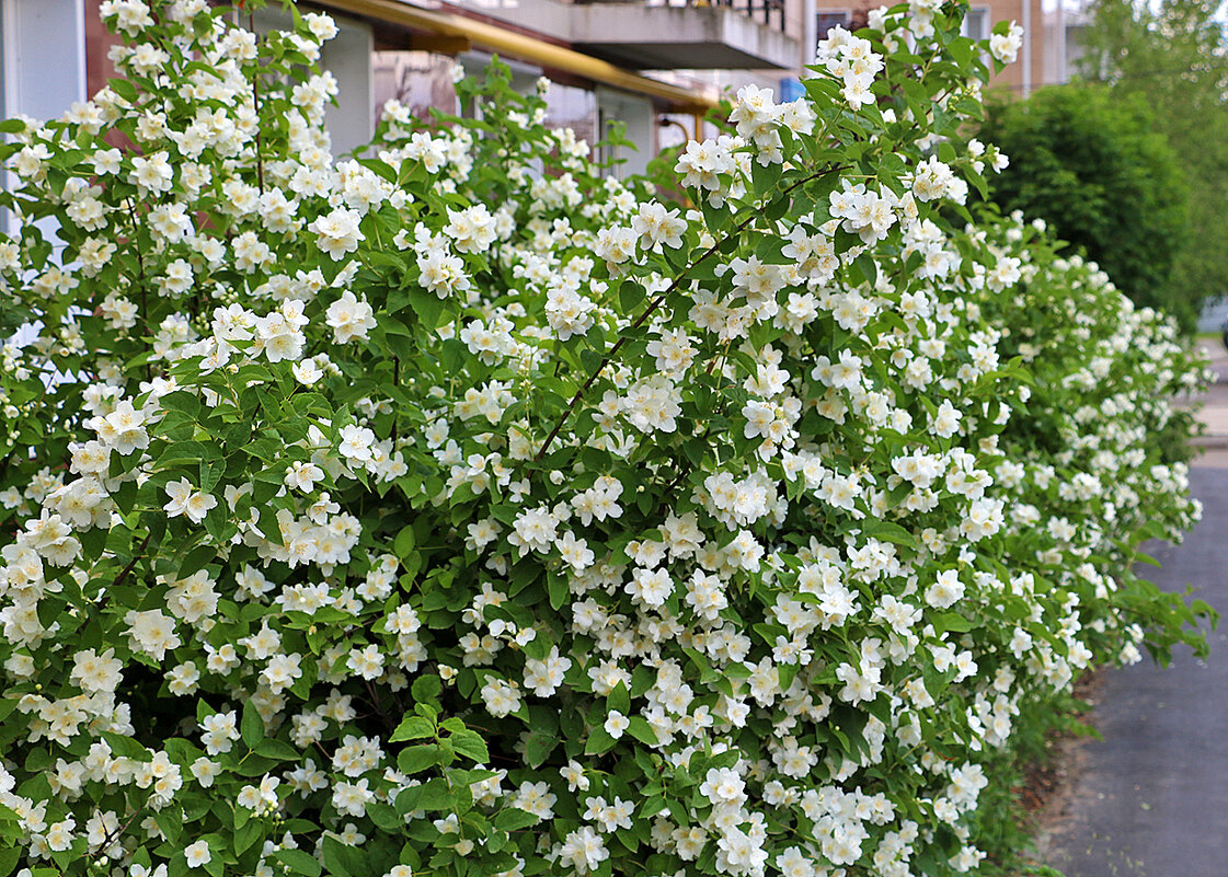 Красота у дома - пышное цветение чубушника - Светлана 