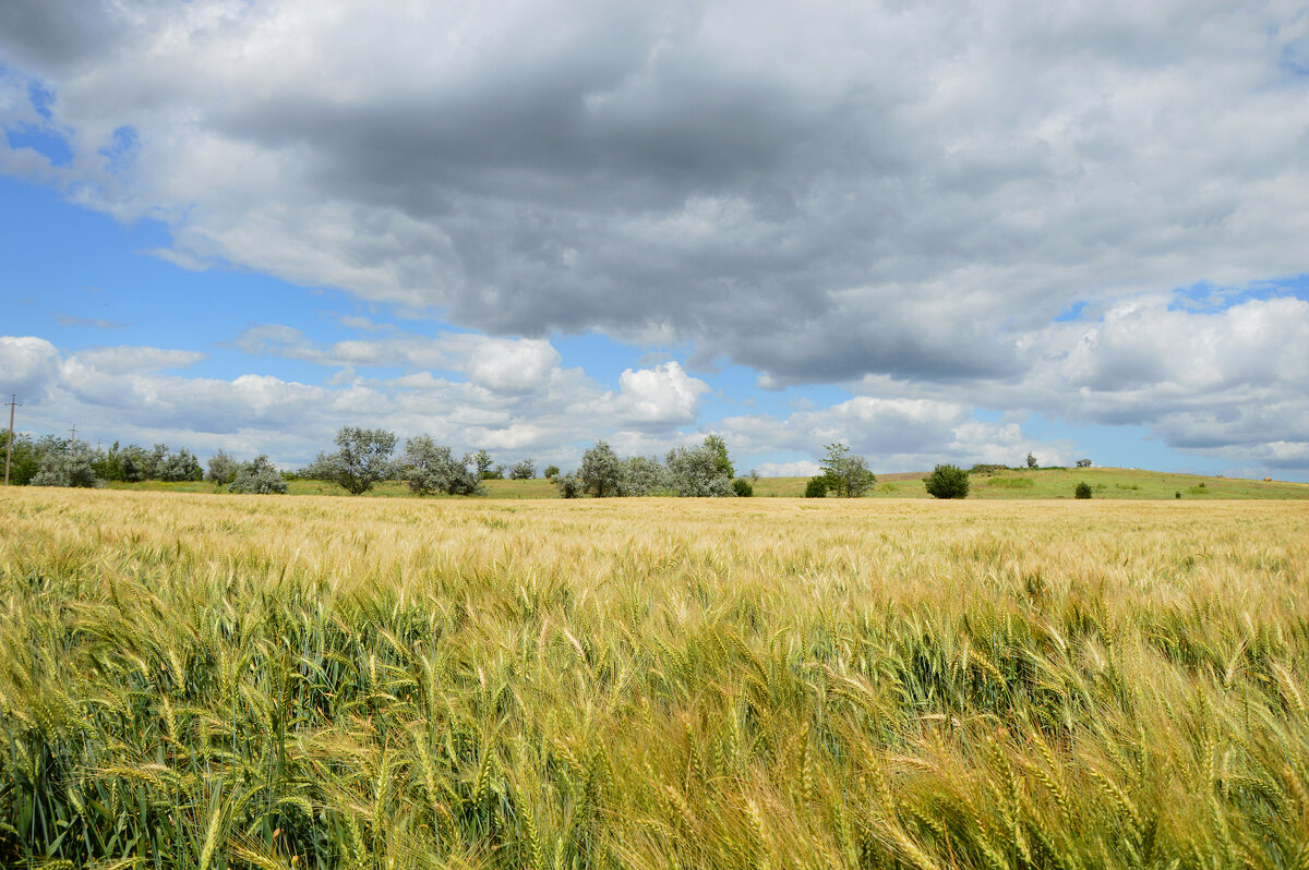 Хлеба поспевают... - Надежда Куркина 