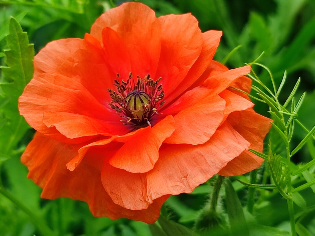 Цветочный мак - Валентина Богатко 