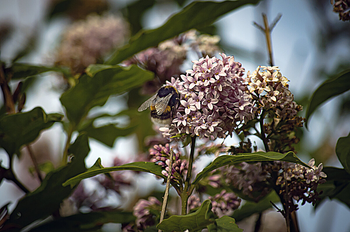 Летнее - Владимир Кроливец