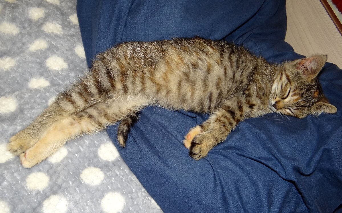 Сонька спит - Антонина Гугаева