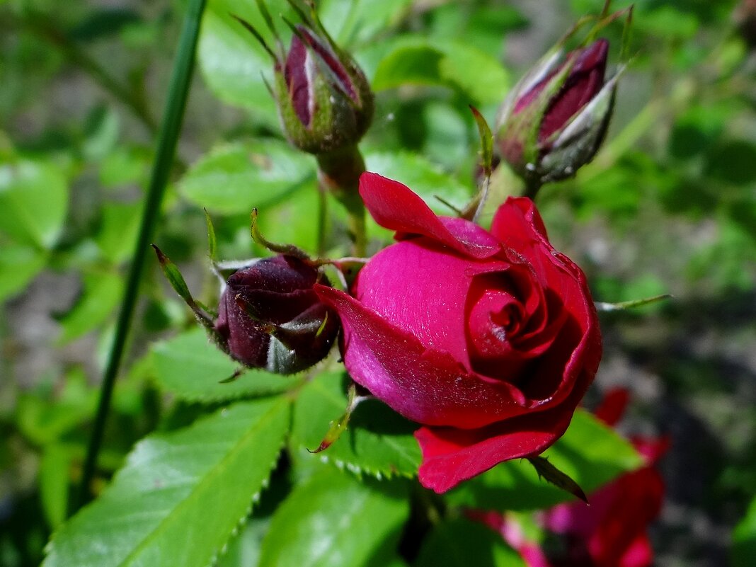 Лето - Антонина Гугаева Лето - Антонина Гугаева