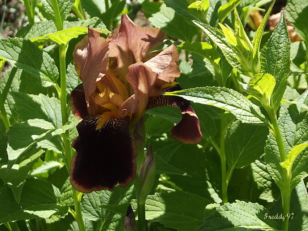 Ирис - Freddy 97