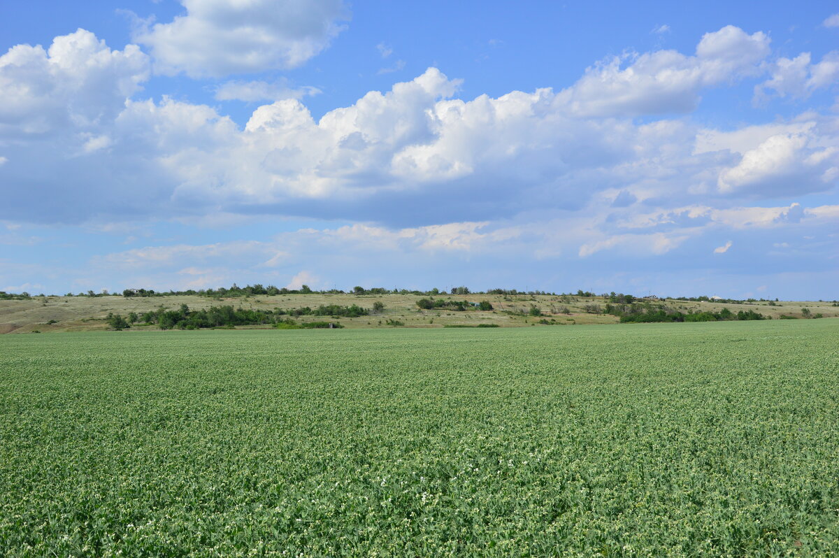 Поле. - Виктор 