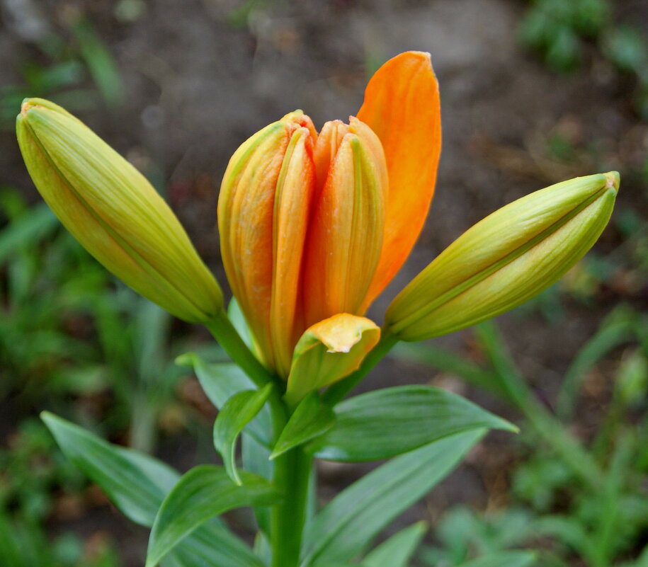 Начало распускания. - сергей ермошкин