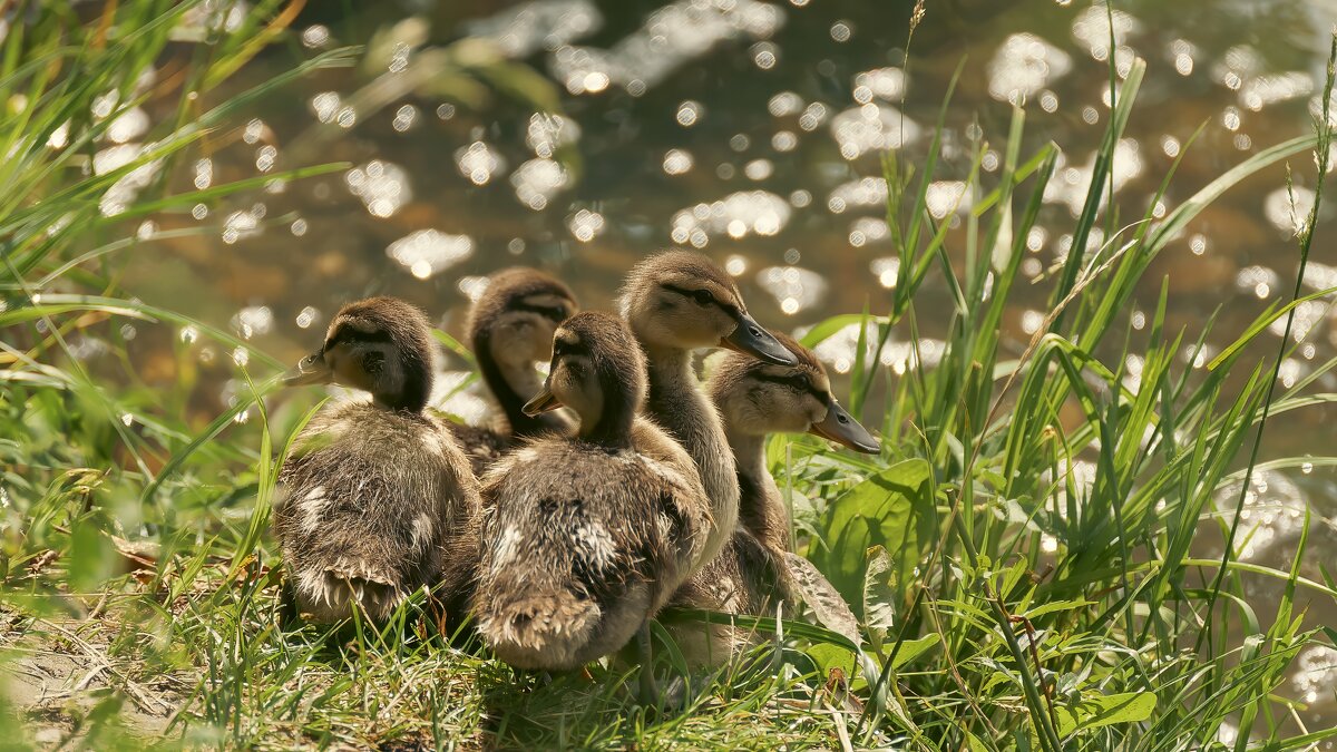 На похожих на утят. - Вадим Басов