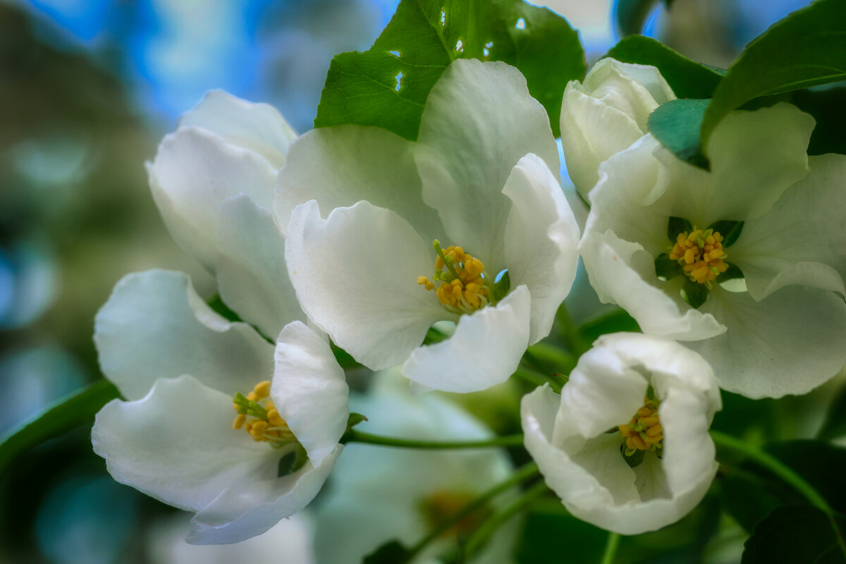 цветы - александр 