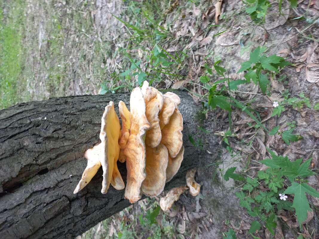 Древесный гриб. - Svetlana 