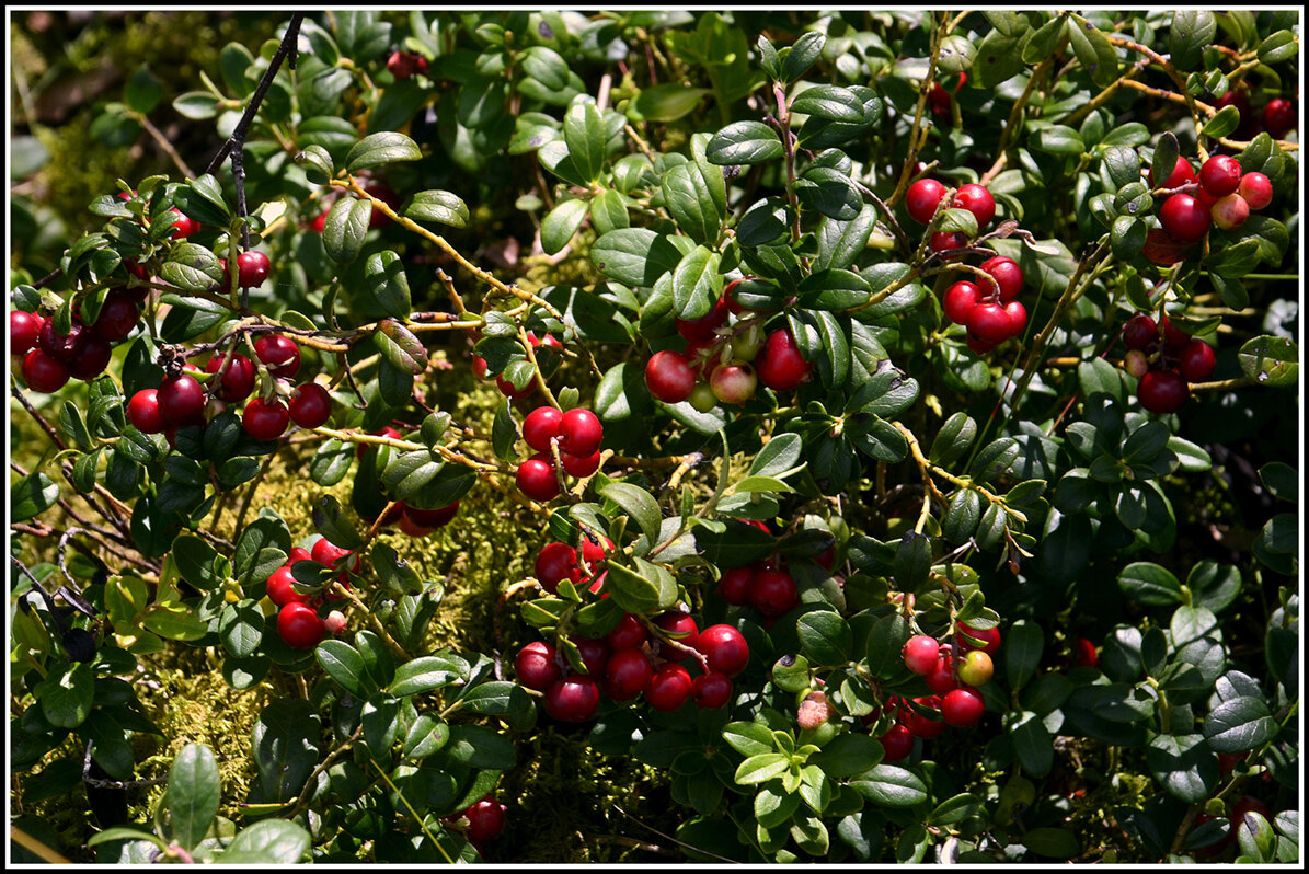 Дары леса... - Aleksandr Gal