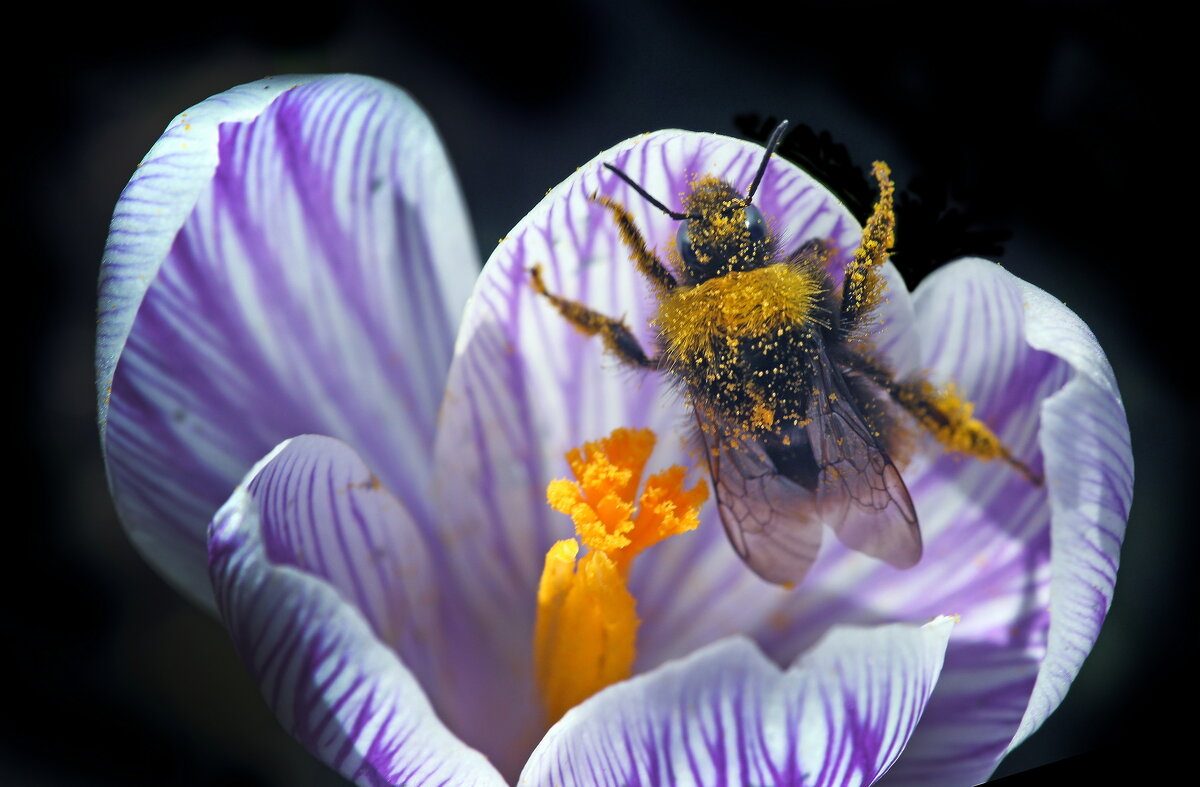 3 апреля - Михаил Бибичков