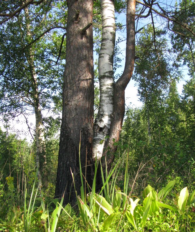 Затесалась - Олег Зоркий Затесалась - Олег Зоркий