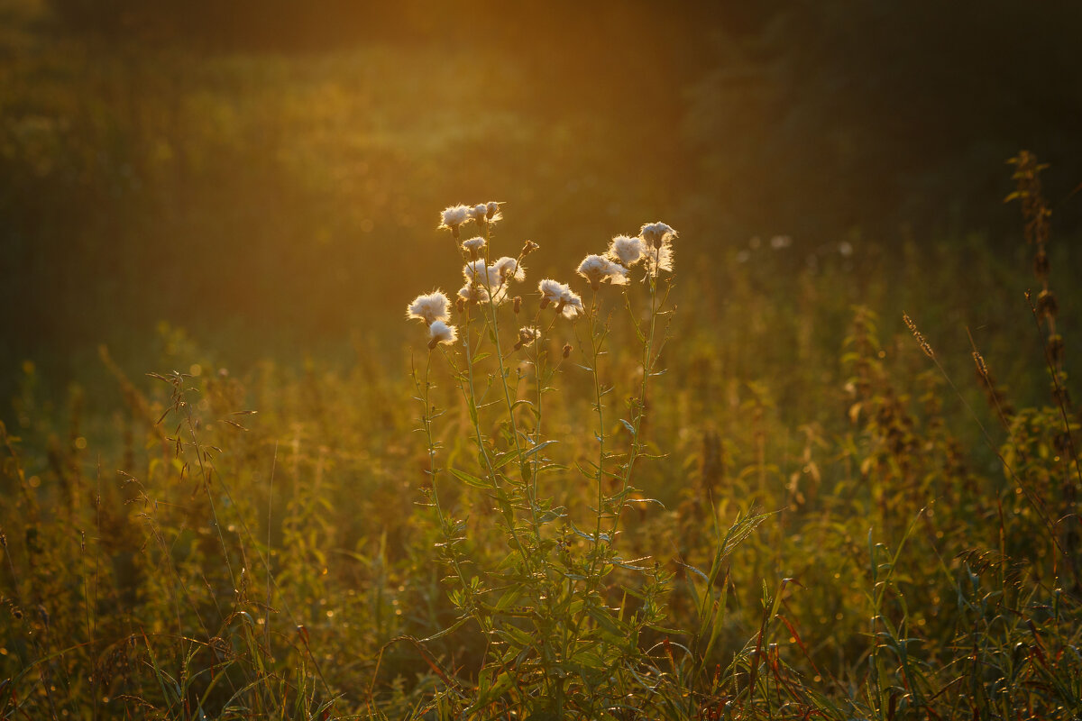 Безмятежность. Утро на Покрова на Нерли - Вячеслав Владимирович