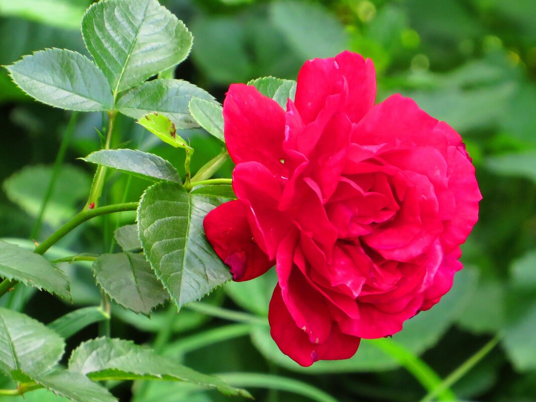 Роза во дворе - Андрей Снегерёв