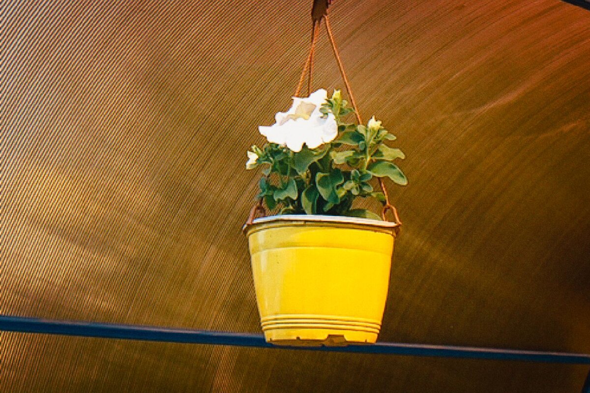 Горшок с цветком  в беседке - Игорь Солдаткин