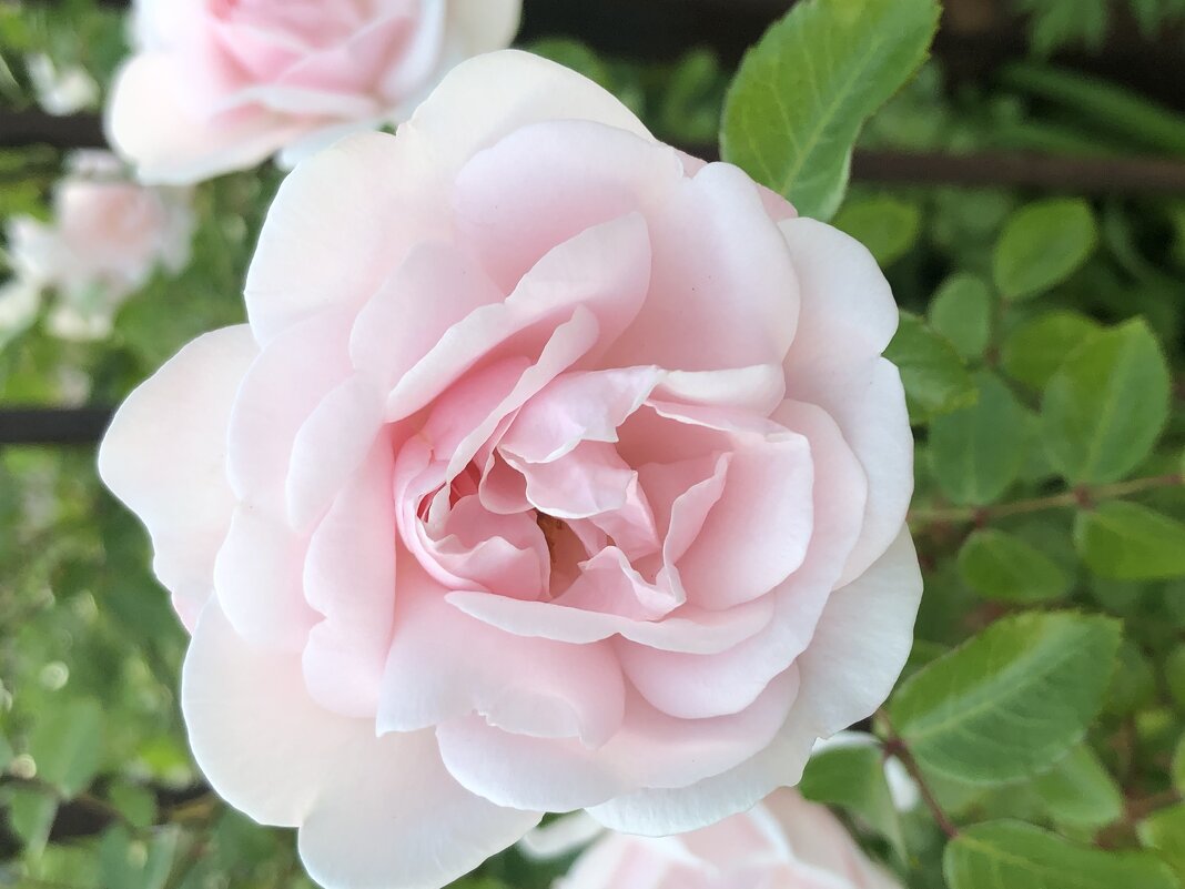 Роза - Анна Камс