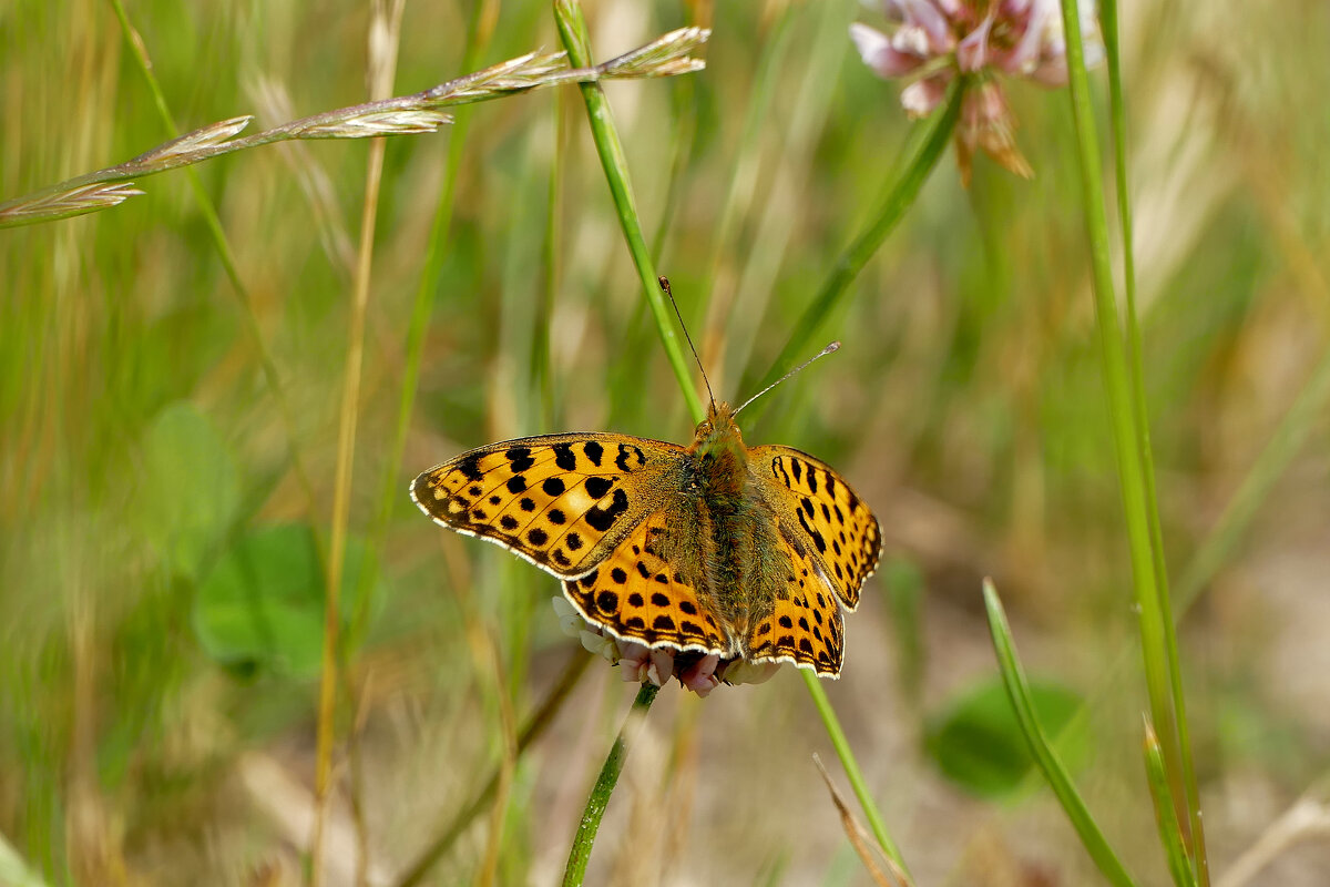 и снова бабочки  1 - Александр Прокудин